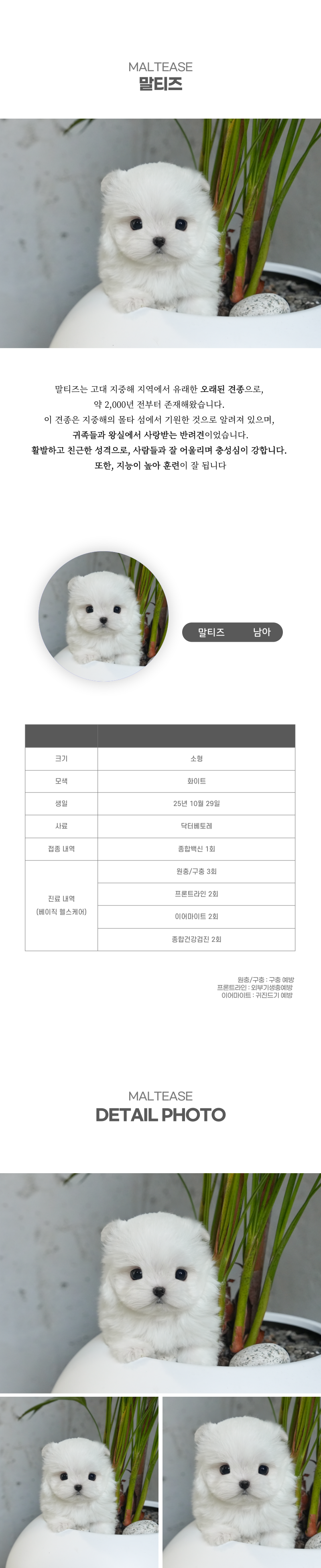 말티즈_상세이미지_2